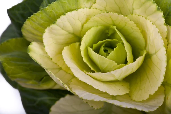 Ornamental cabbage closeup — Stock Photo, Image
