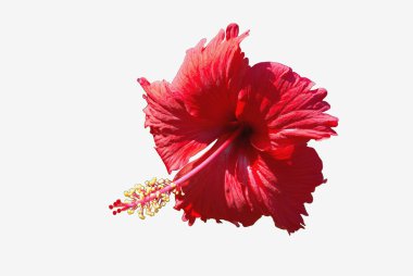 izole hibiscus çiçek