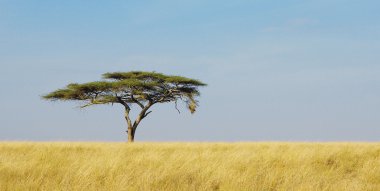 Yalnız akasya ağacı içinde serengeti Panoraması