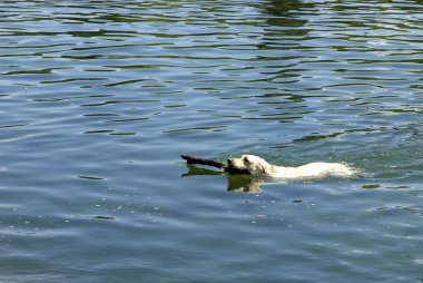 bir ağaç dalı ile Yüzme köpek