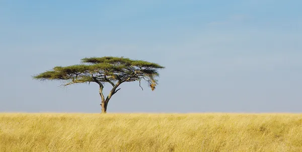 Panorama van een eenzame acacia-boom in serengeti — Stockfoto
