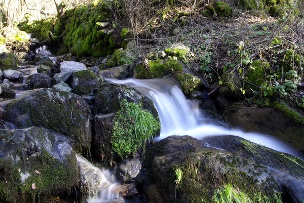 Ροή νερού στο γαλλικό δάσος — Φωτογραφία Αρχείου