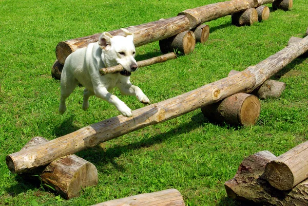 stock image Dog jumping with a branch