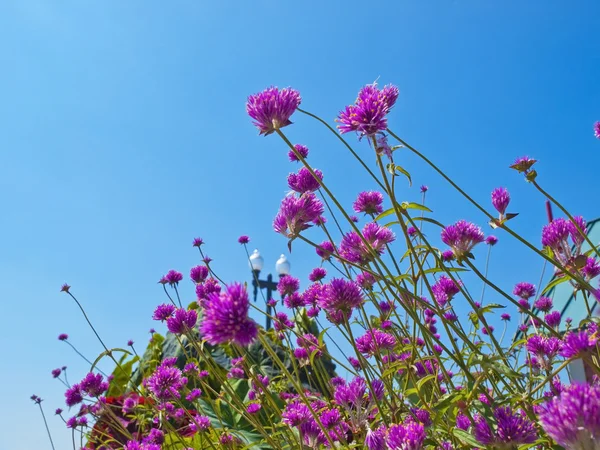 Flores rosadas y cielo azul —  Fotos de Stock