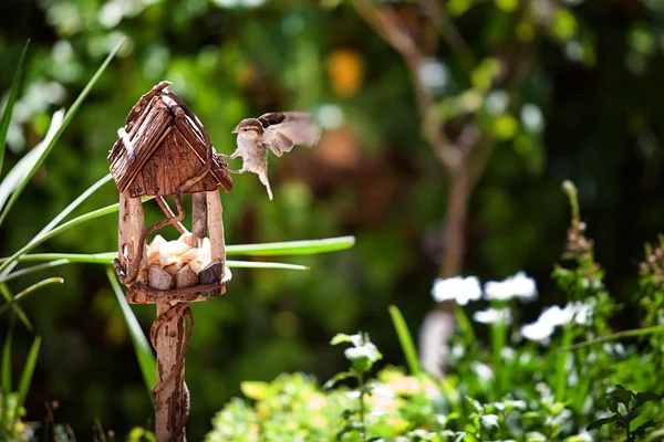 Malý vrabec v dřevěném domě — Stock fotografie
