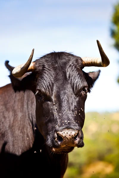 stock image Spanish Bull