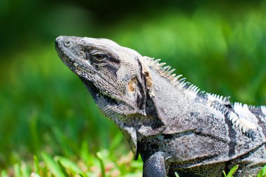 Meksikalı iguana