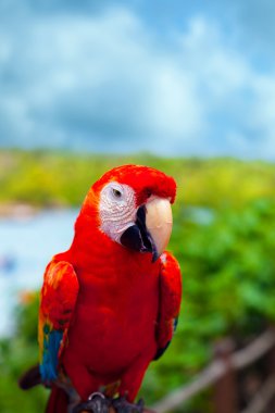 Mexican Caribbean Parrot clipart