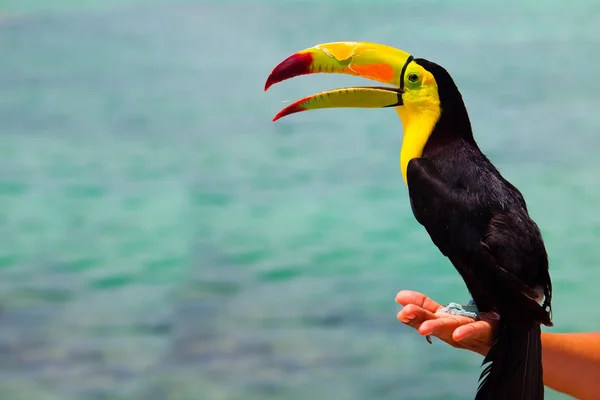 멕시코 카리브해 큰부리새 — 스톡 사진