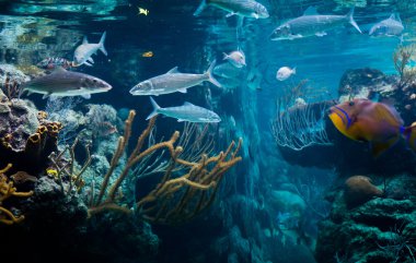 Caribbean Sea Life