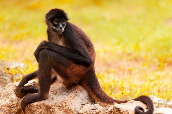 Macaco-aranha Sentado Numa Rocha, Que Fica Quieto Imagem de Stock