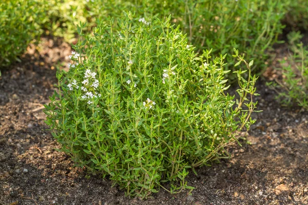 Tomillo común floreciente (Thymus vulgaris ) Imágenes de stock libres de derechos