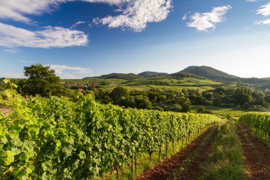 Vineyard and hilly landscape in Pfalz, Germany clipart