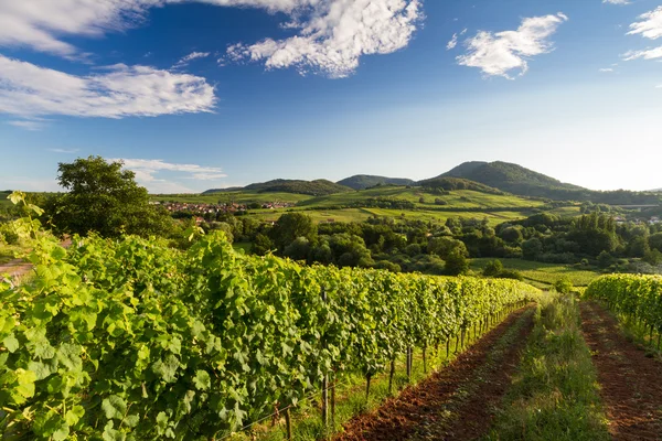 Winnica i pagórkowaty krajobraz w pfalz, Niemcy — Zdjęcie stockowe
