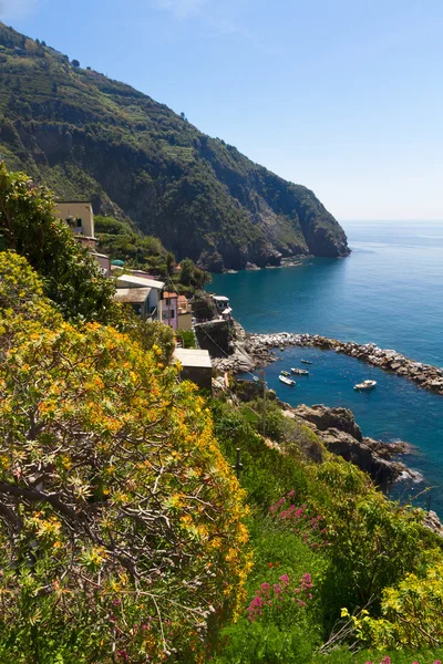 Pantai dengan bunga kuning, Riomaggiore, Cinque Terre, Italia — Stok Foto