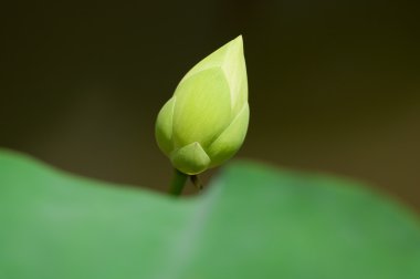 Beyaz lotus bud