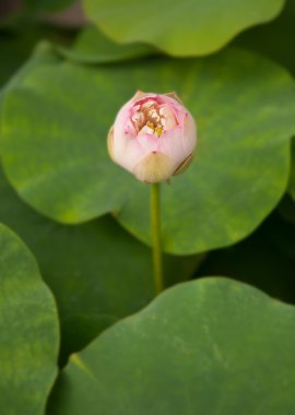 Lotus bud
