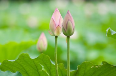 Lotus bud