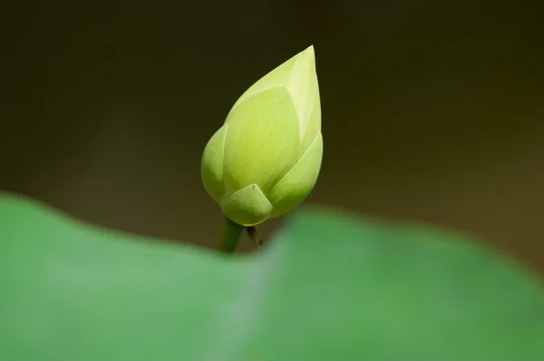 Witte lotus bud — Stockfoto