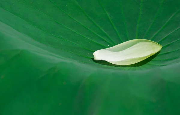 Лепесток лотоса на листе лотоса — стоковое фото