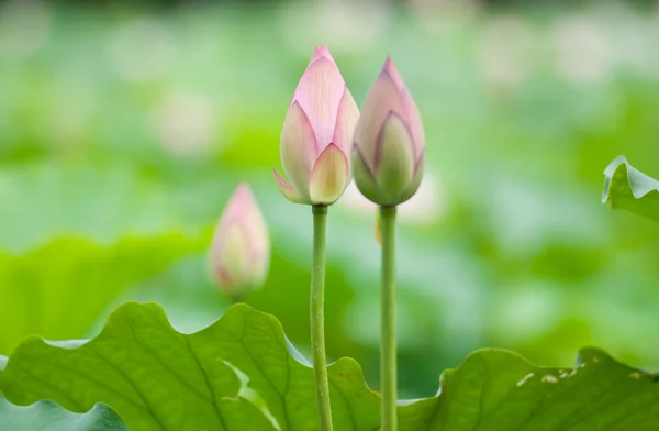 stock image Lotus bud