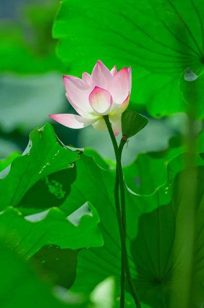 Standing lotus