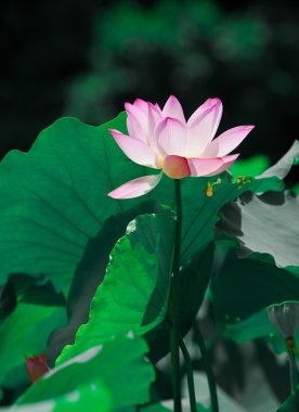 pembe lotus