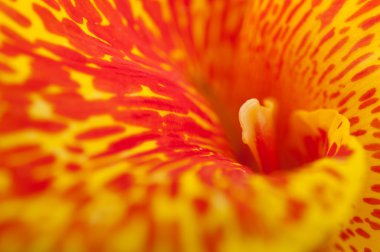 canna çiçekflor de caña