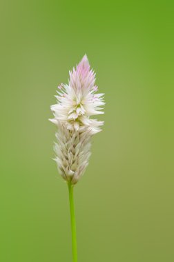 tüy cockscomb