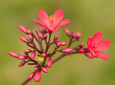 Jatropha blossom clipart