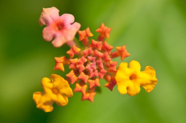 Lantana çiçek