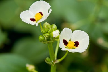 Sagittaria trifolia subsp clipart