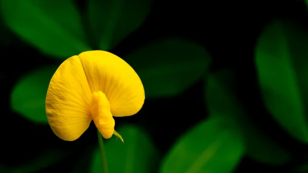 Arachis duranensis flower — Stock Photo, Image