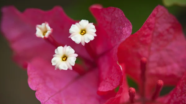 Azaleas flower — Stock Photo, Image