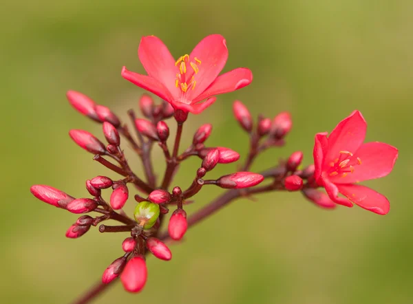Jatropha blossom — Stockfoto
