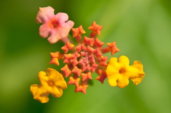 Lantana bloem — Stockfoto