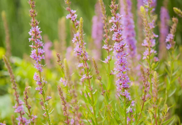 stock image Lavender flower