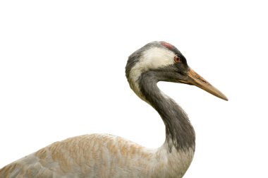 Isolated common crane clipart