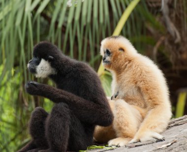 Gibbons