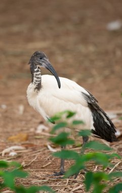 Sacred ibis clipart