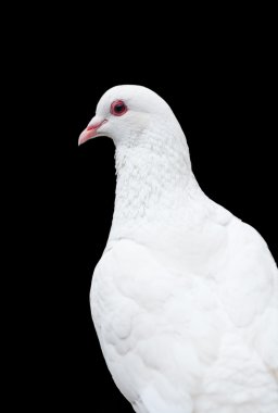 Isolated white pigeon clipart