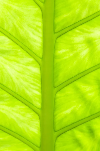 Зеленая вена — стоковое фото
