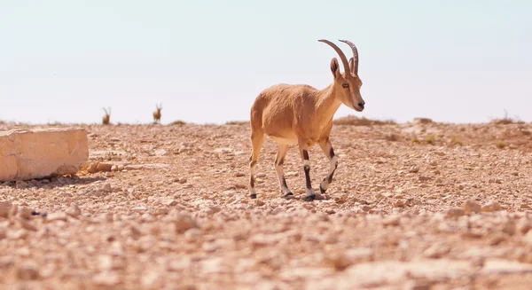 Капра козел nubiana — стокове фото