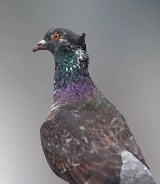 Black Pigeon — Stock Photo, Image
