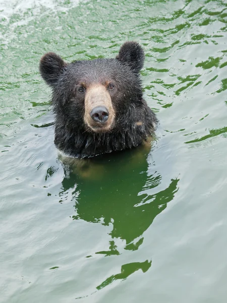 游泳熊 — 图库照片