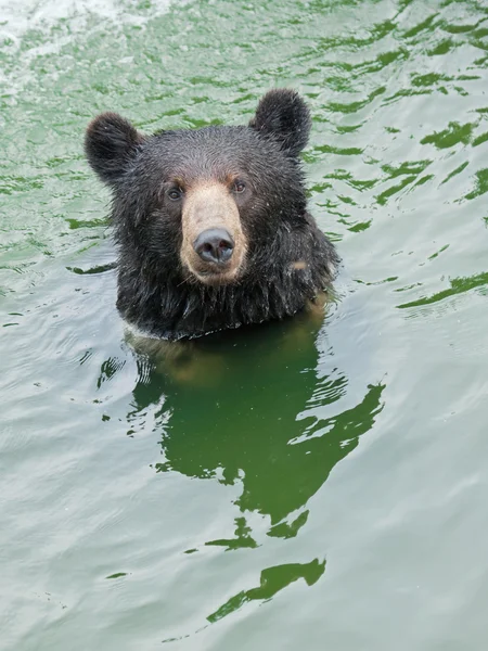 Orso nuotatore — Foto Stock