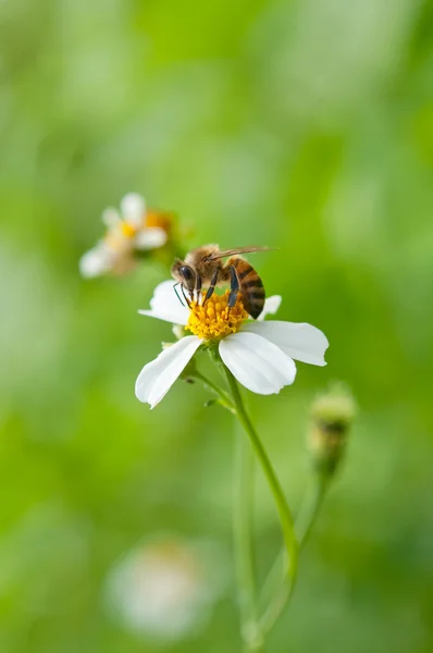 Bee on daisy — Stock Photo, Image