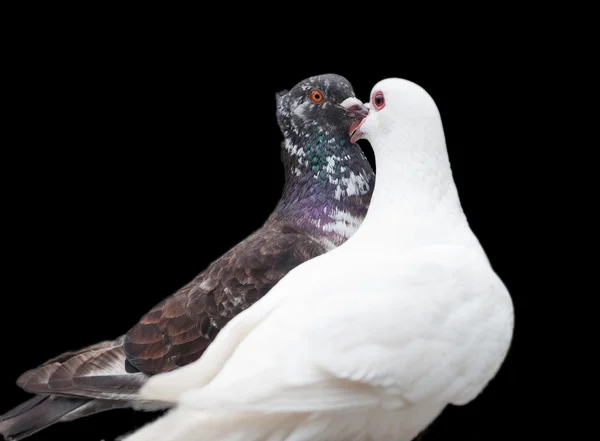 Líbání holubice — Stock fotografie