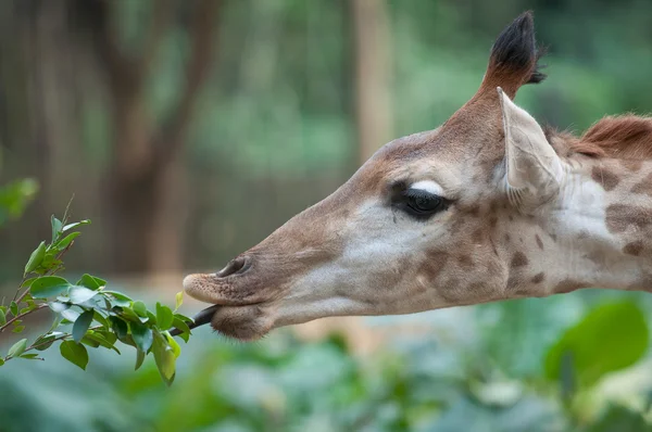 Kanál žirafa. — Stock fotografie