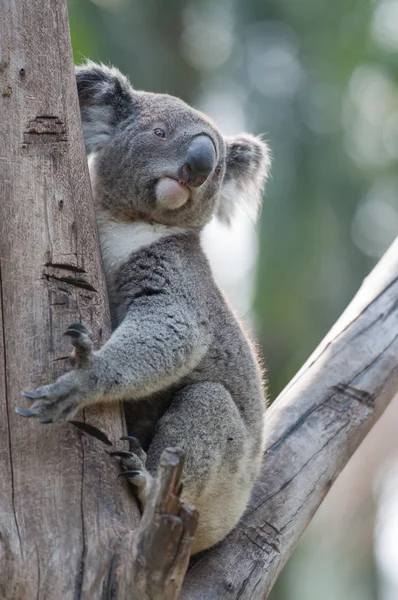 Tek koala — Stok fotoğraf